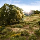 Woodland Scenics Field System
